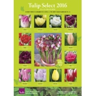 Tulip2016_poster.jpg